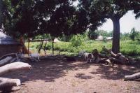 thumbs/054_Koudjoujou.jpg