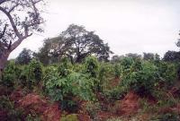 thumbs/058_Koudjoujou.jpg